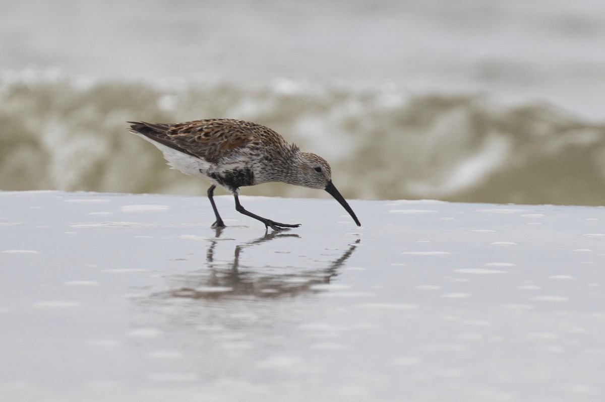 Dunlin - ML623865006