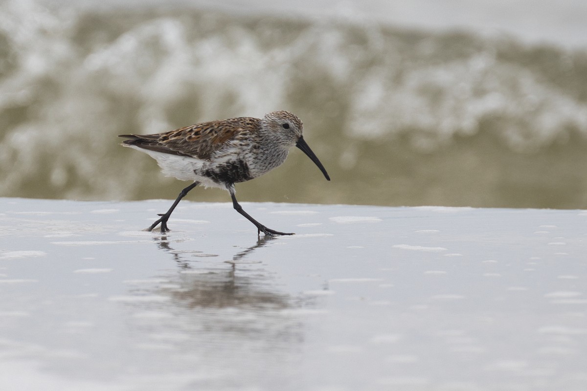 Dunlin - ML623865007