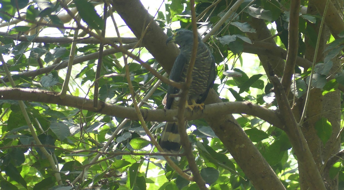 hákozobec neotropický (ssp. uncinatus) - ML623865016