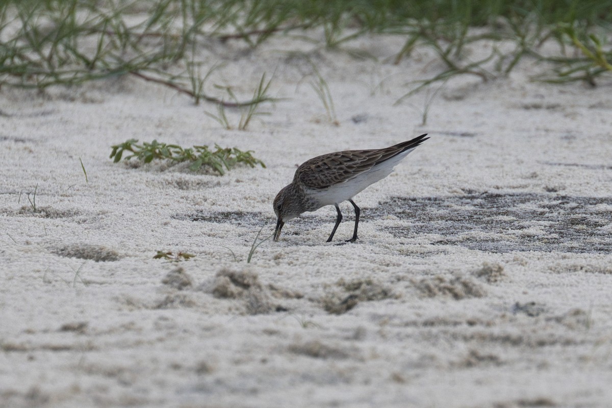 White-rumped Sandpiper - Hayley Keevan