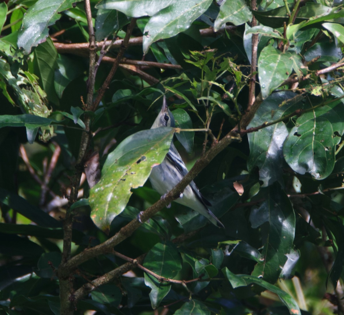 Cerulean Warbler - ML623865027