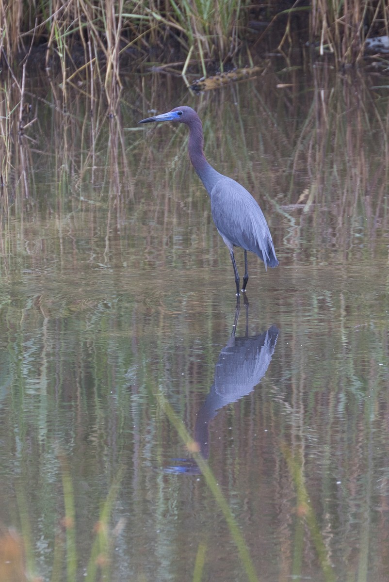 Little Blue Heron - ML623865039