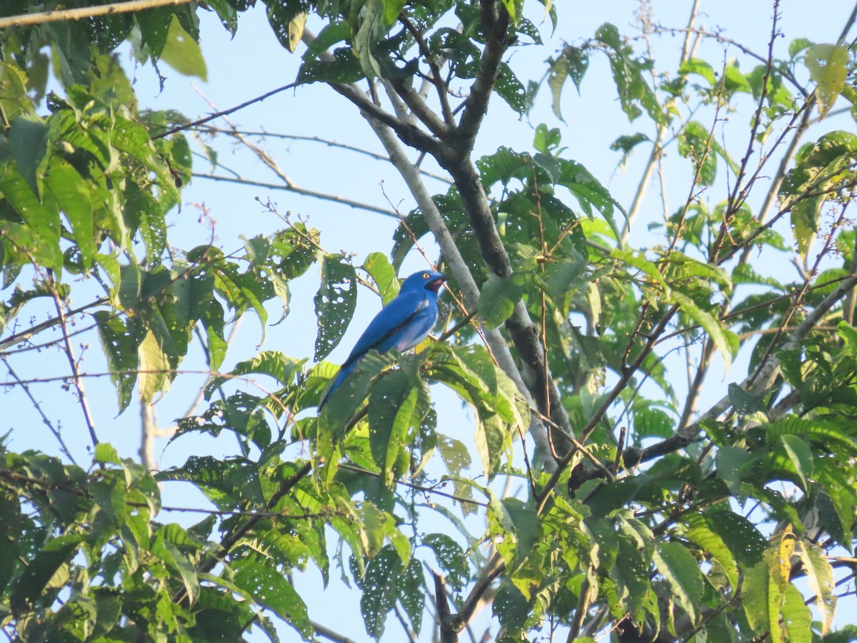 Plum-throated Cotinga - ML623865048