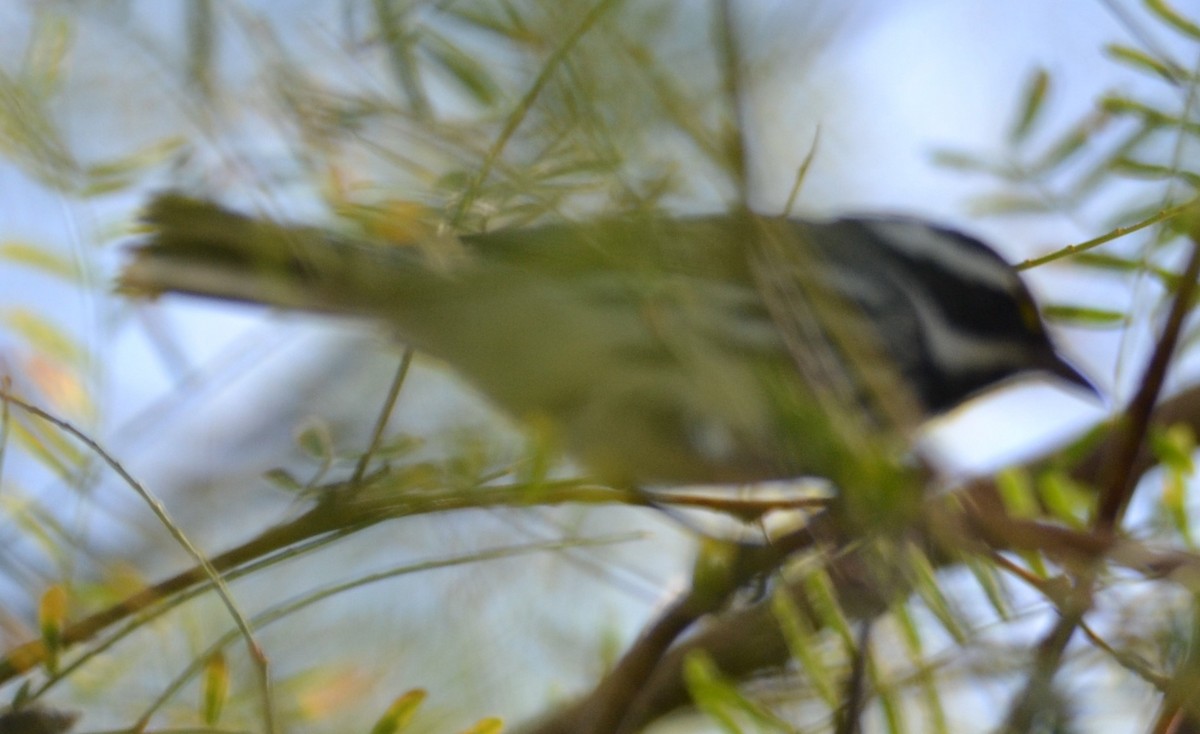 Black-throated Gray Warbler - ML623865068