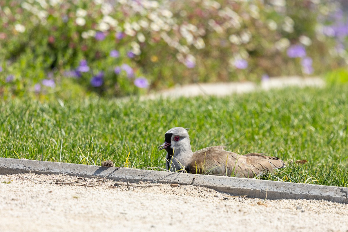 Southern Lapwing (chilensis/fretensis) - ML623865076