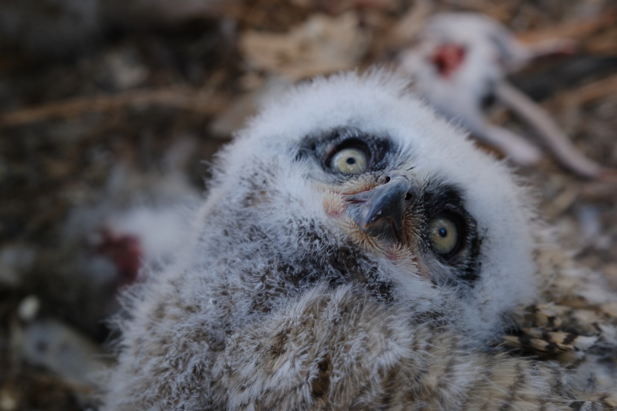 Great Horned Owl - ML623865078