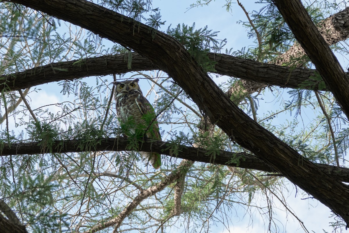 Great Horned Owl - ML623865079