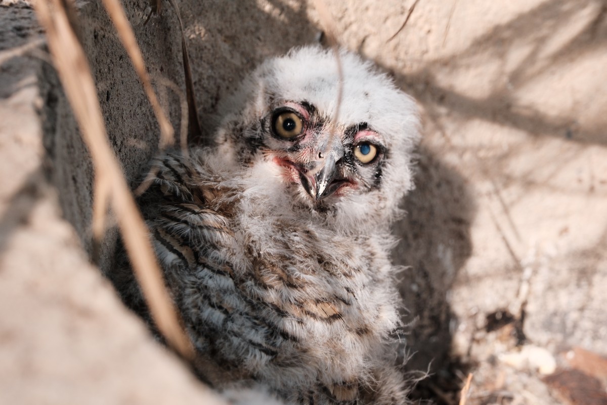 Great Horned Owl - ML623865081