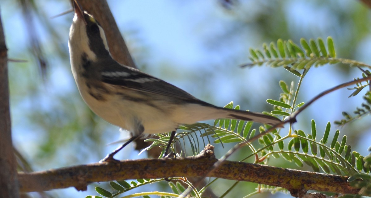 Black-throated Gray Warbler - ML623865090