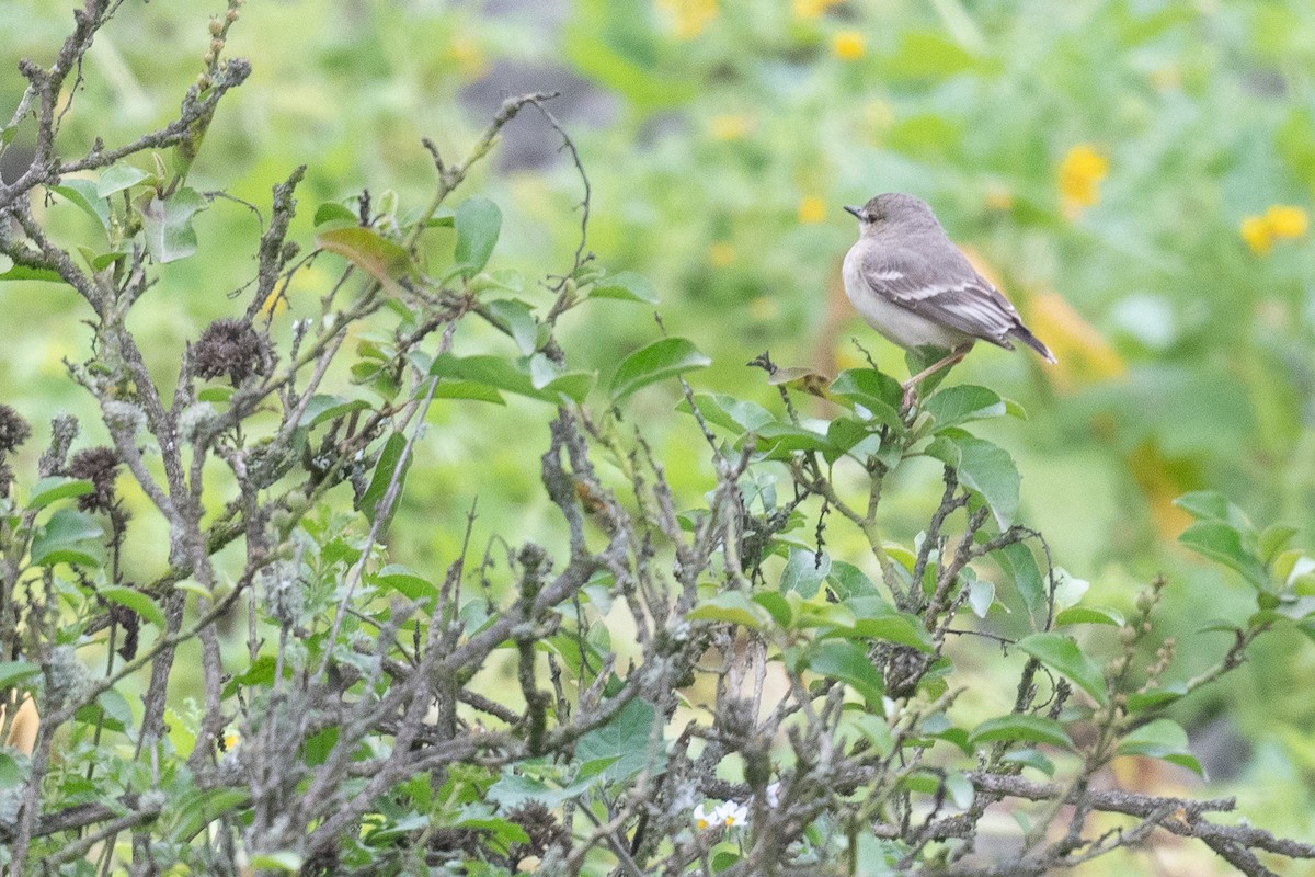 Short-tailed Field Tyrant - ML623865092