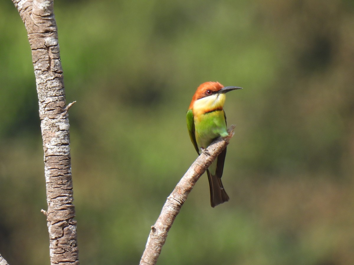 Chestnut-headed Bee-eater - ML623865093