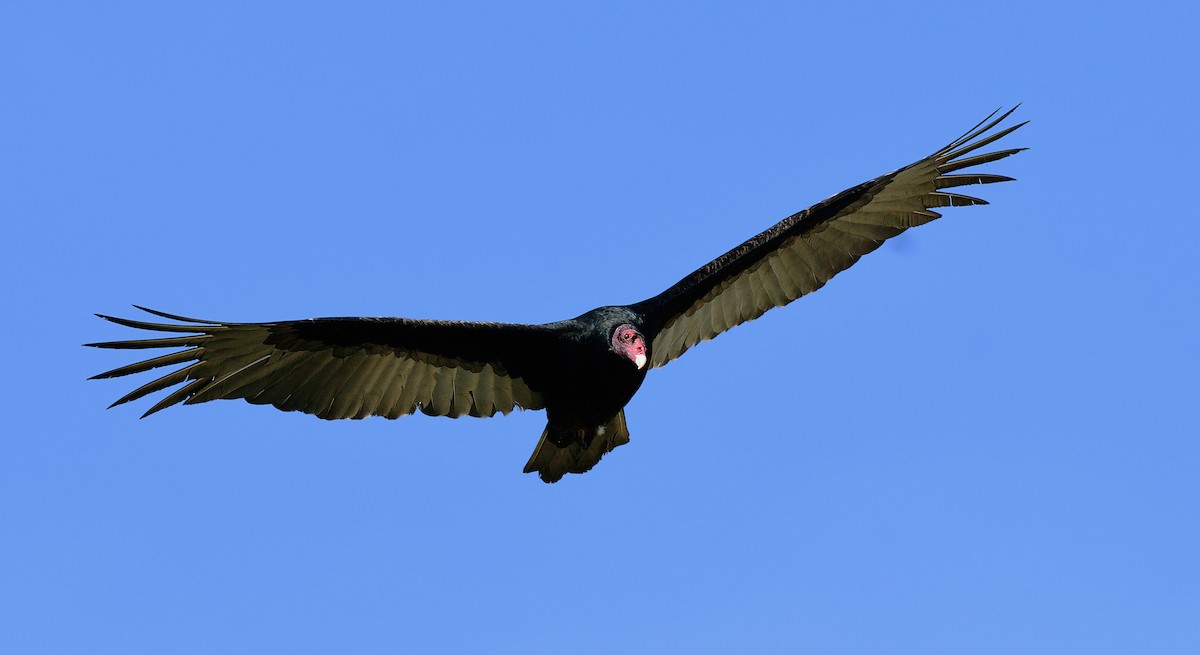 Turkey Vulture - ML623865098