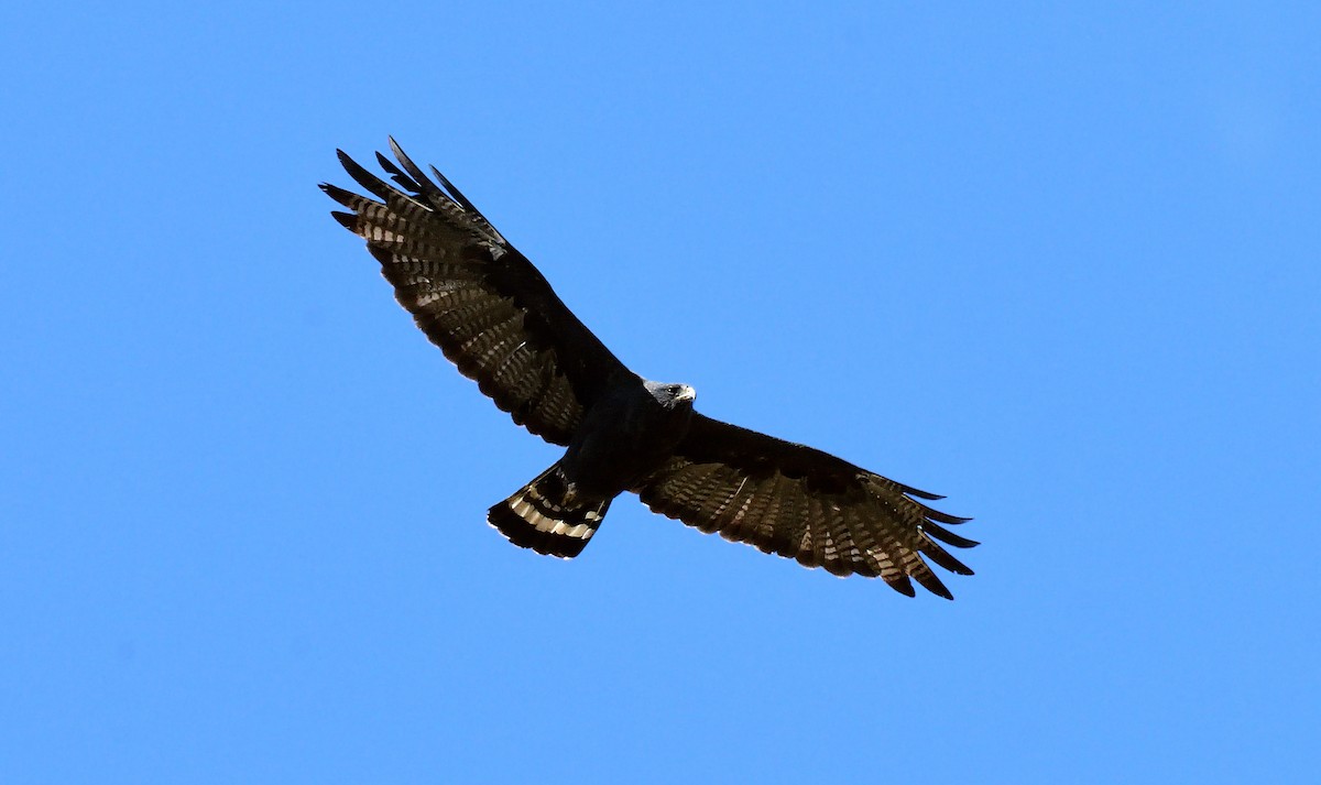 Buteo sp. - ML623865126