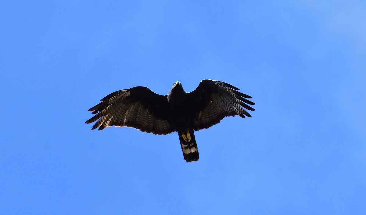 Buteo sp. - ML623865133