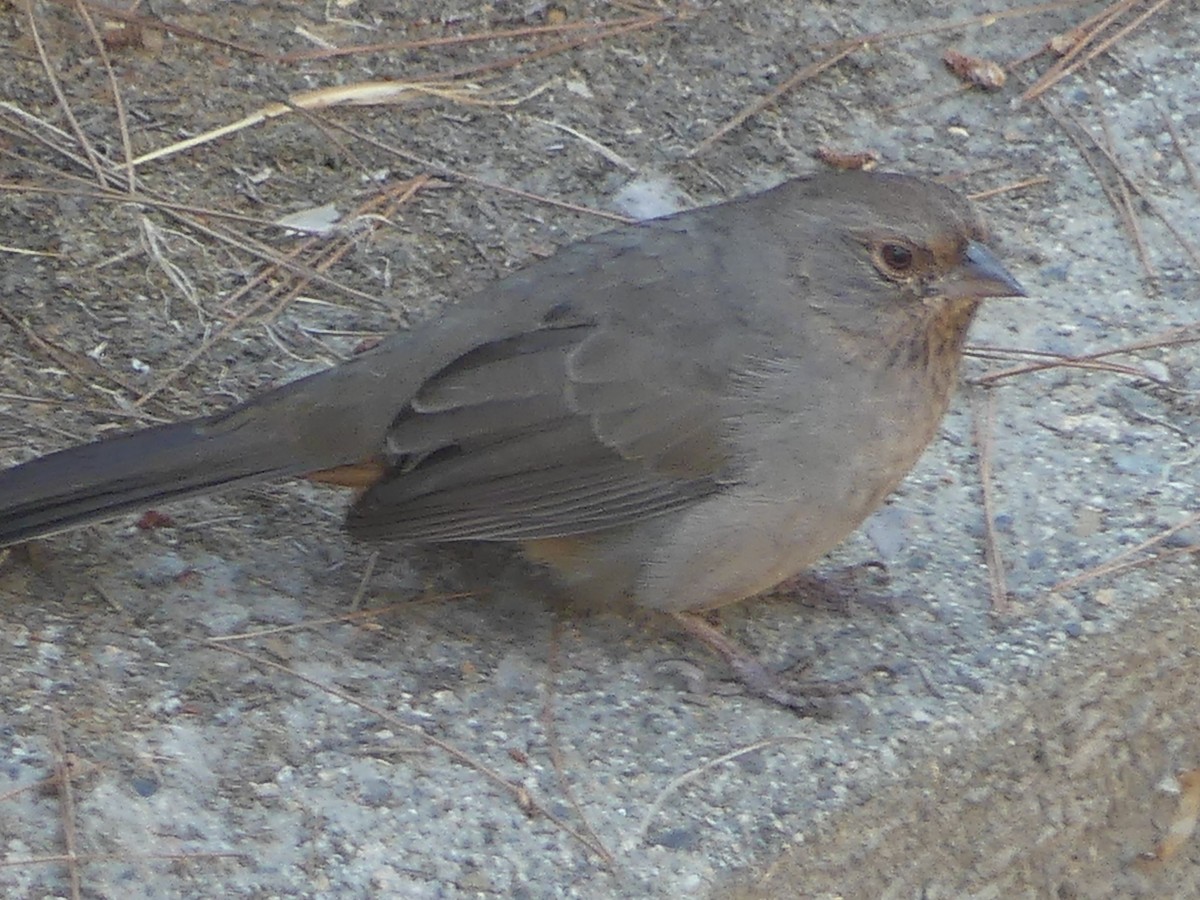 California Towhee - ML623865134