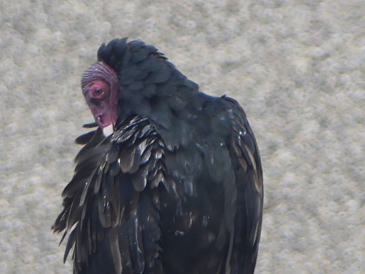 Turkey Vulture - David Telles