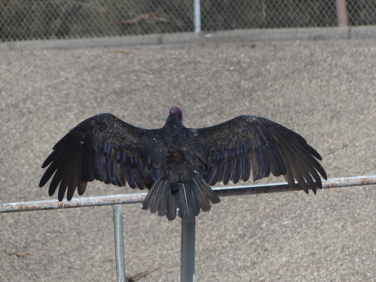 Turkey Vulture - ML623865152