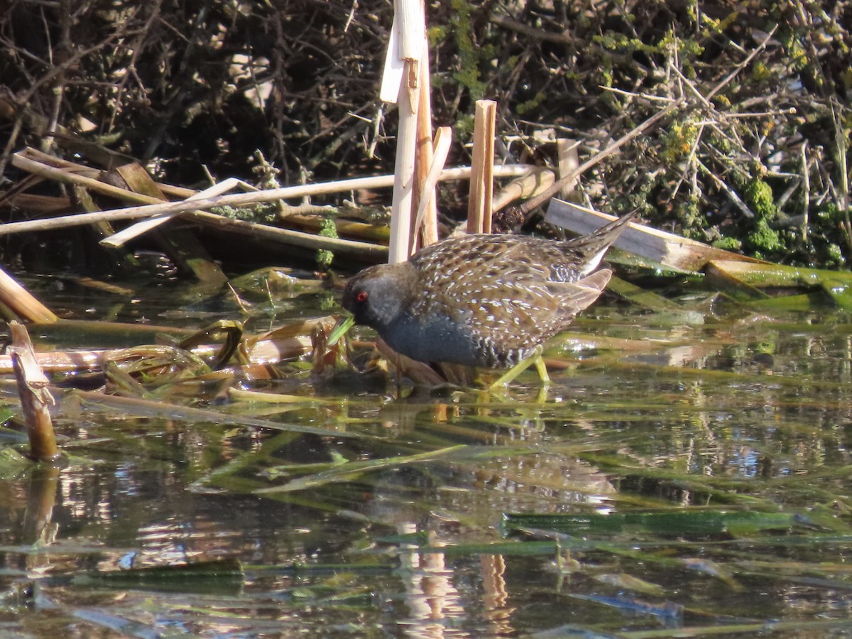 Australian Crake - ML623865153