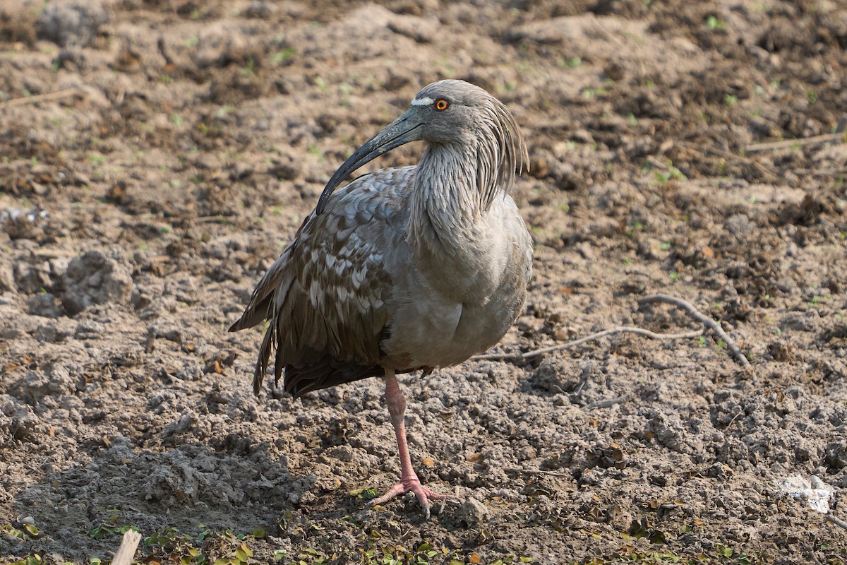 Plumbeous Ibis - ML623865170