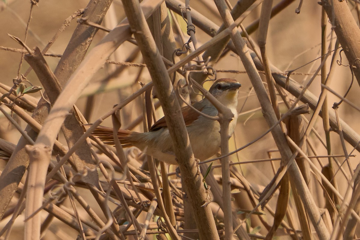 Yellow-chinned Spinetail - ML623865177