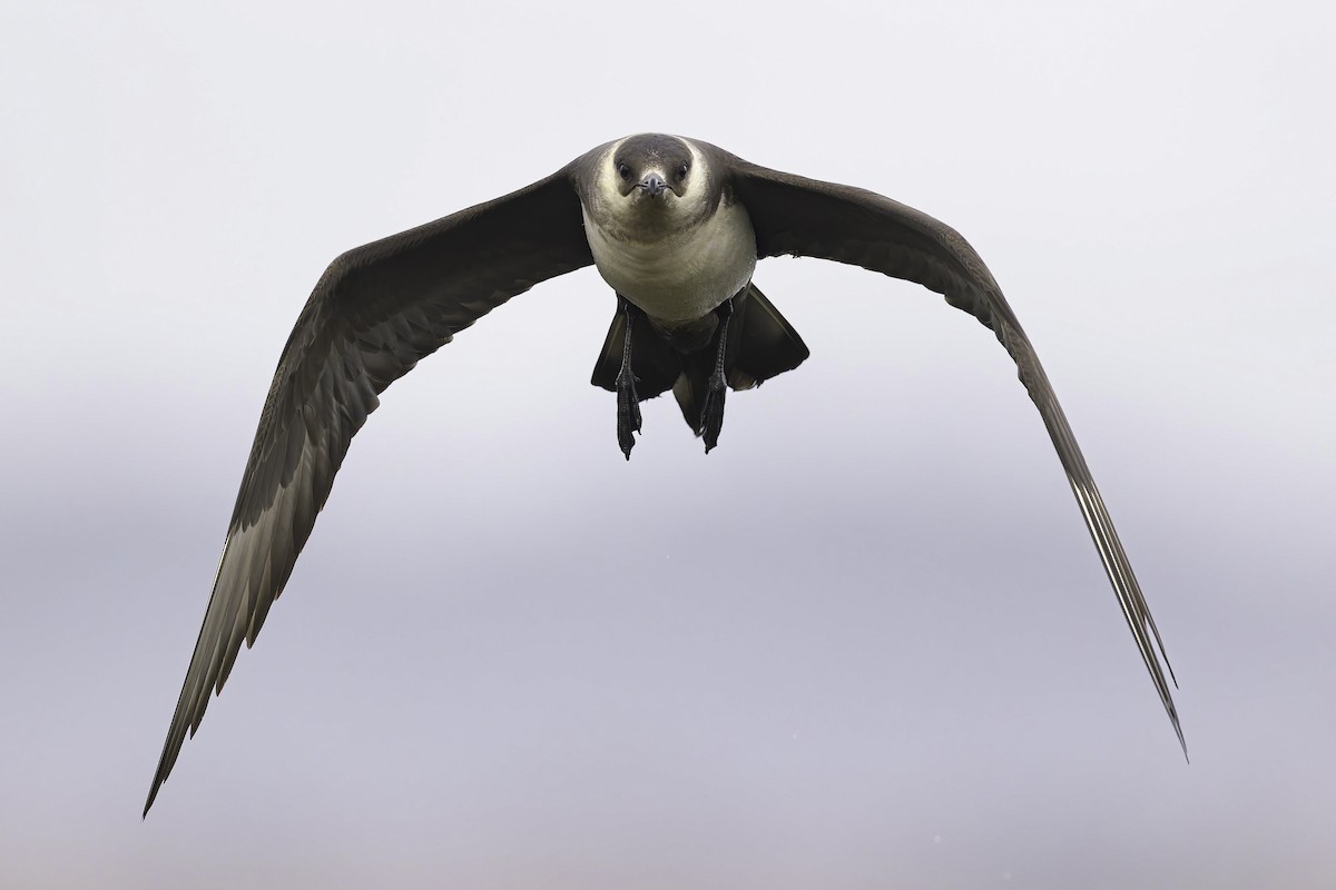 Parasitic Jaeger - ML623865186