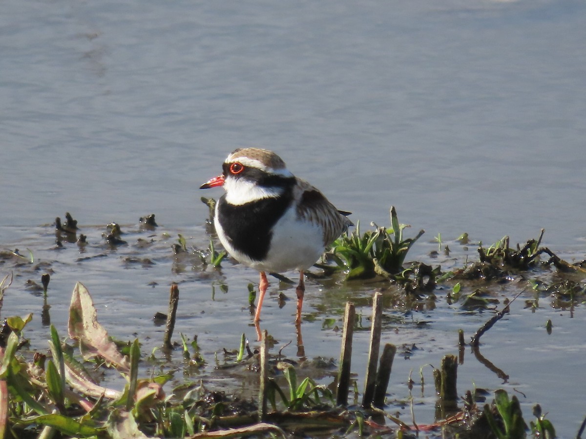 Black-fronted Dotterel - ML623865191