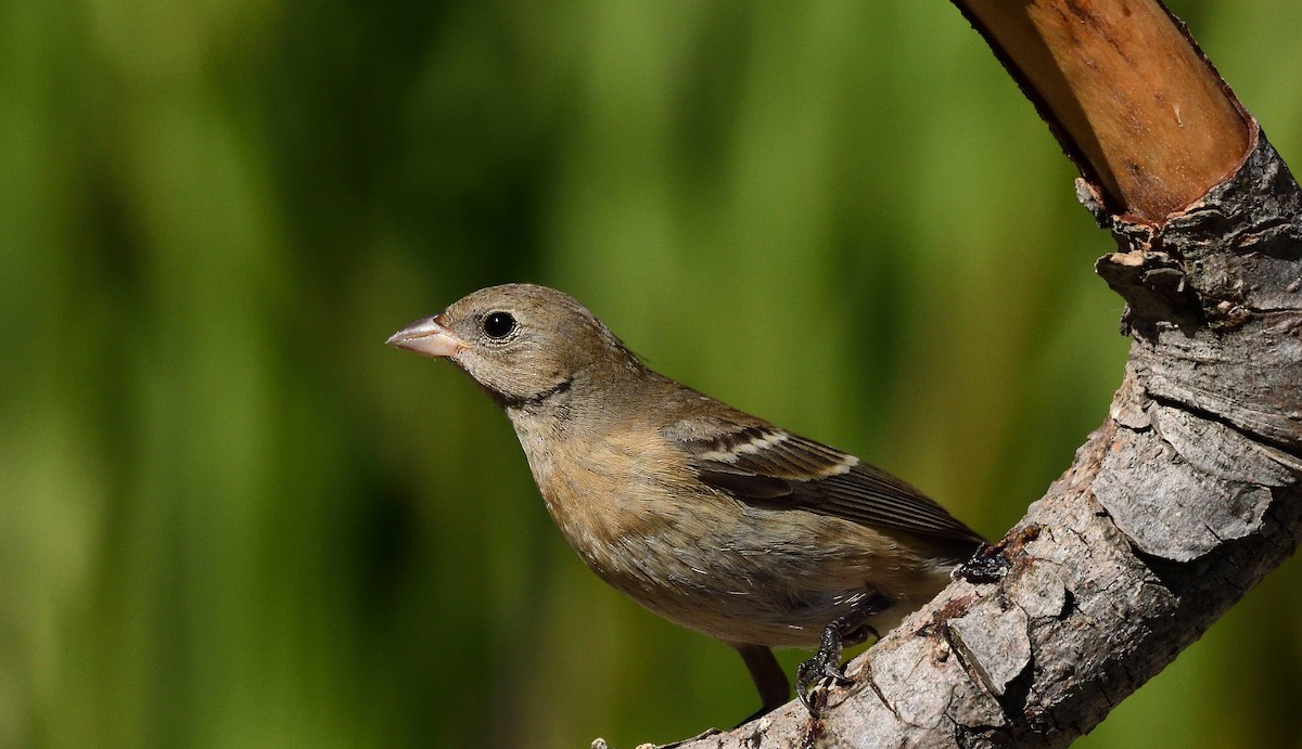 Lazuli Bunting - ML623865221