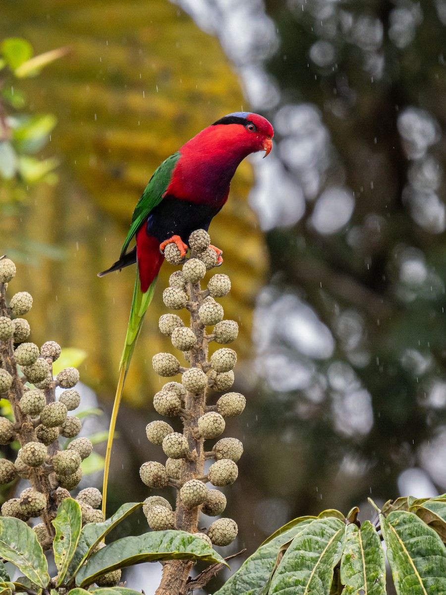 Stella's Lorikeet - ML623865228