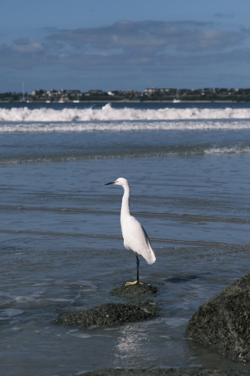 Snowy Egret - ML623865242