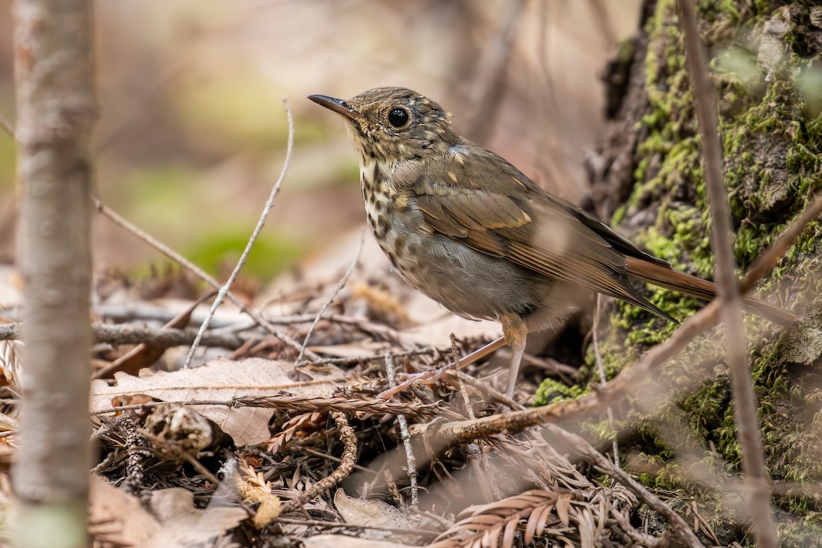 Hermit Thrush (guttatus Group) - ML623865259