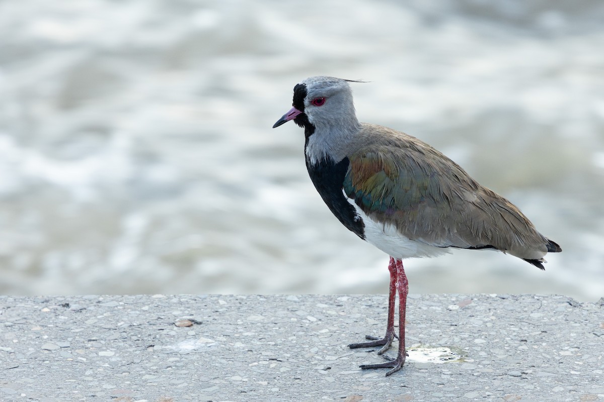 Southern Lapwing (chilensis/fretensis) - ML623865264