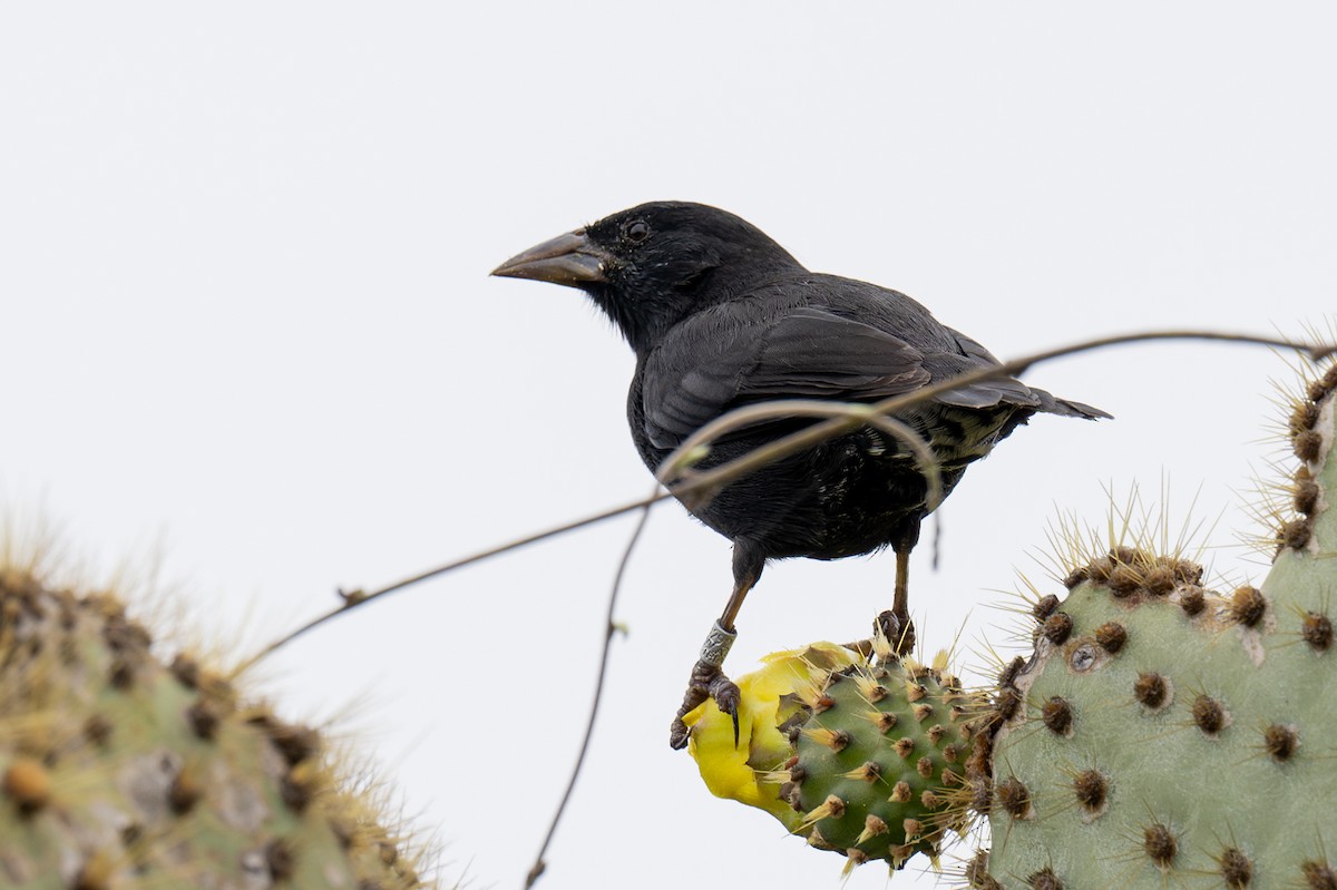 Common Cactus-Finch - ML623865318