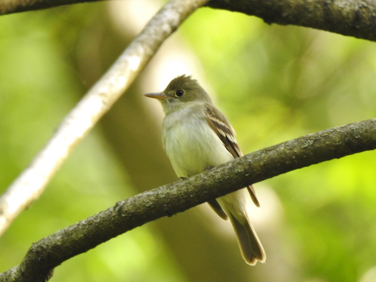Acadian Flycatcher - ML623865321