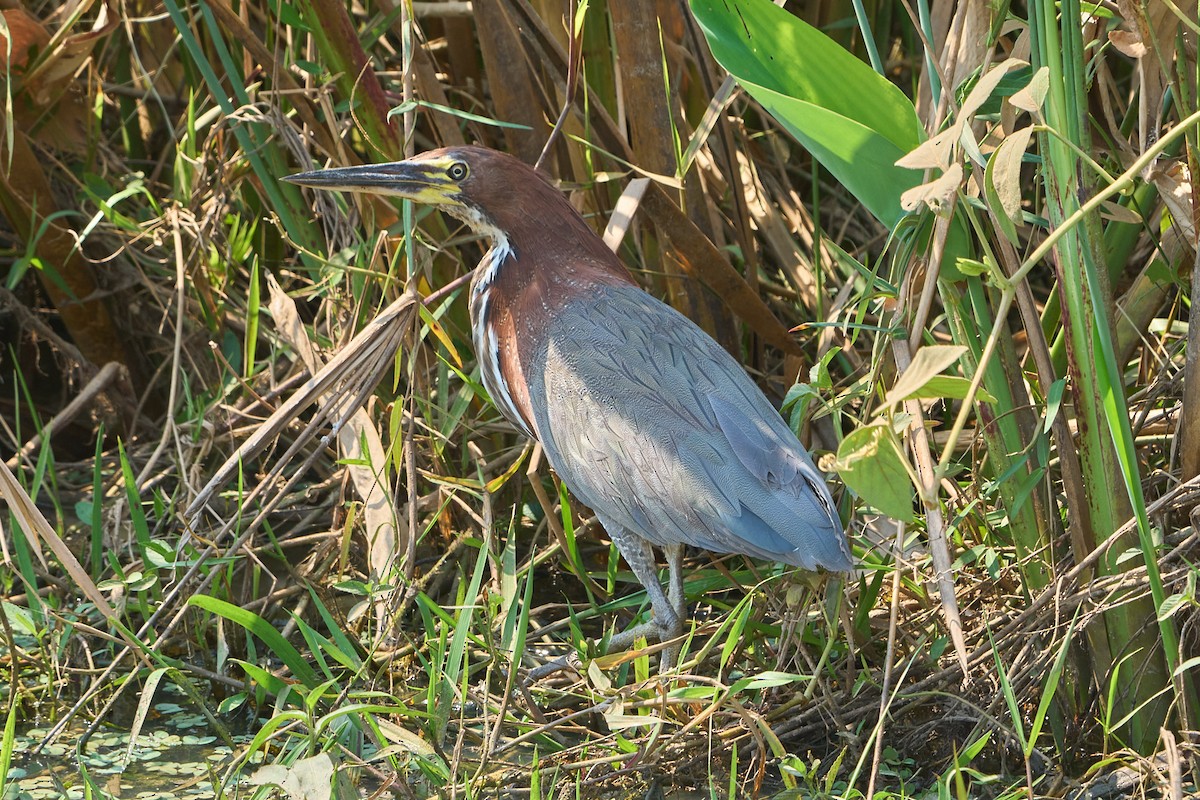 Rufescent Tiger-Heron - ML623865322