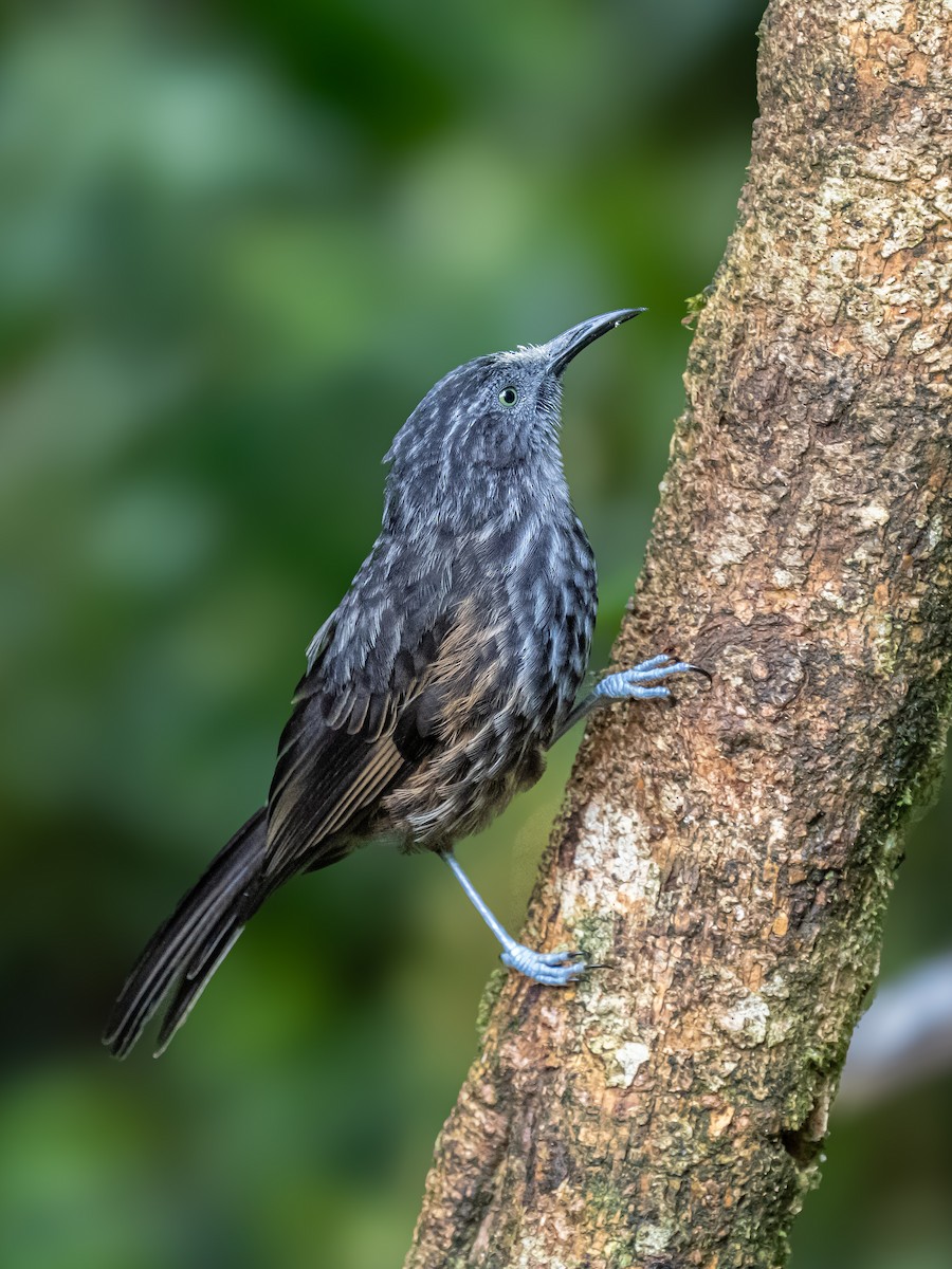 Gray-streaked Honeyeater - ML623865324