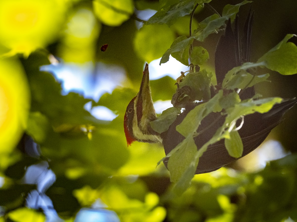 Pileated Woodpecker - Linda & Nick Molatore