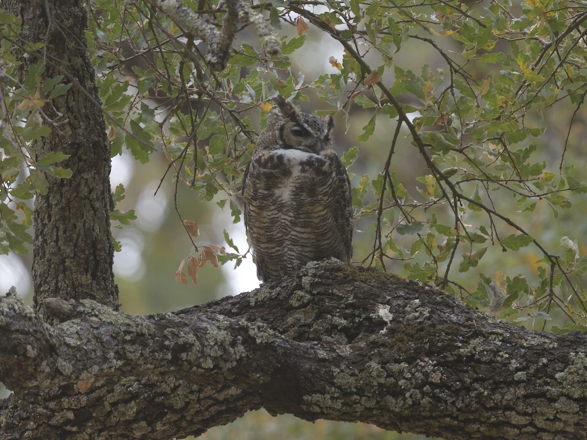 Great Horned Owl - ML623865334