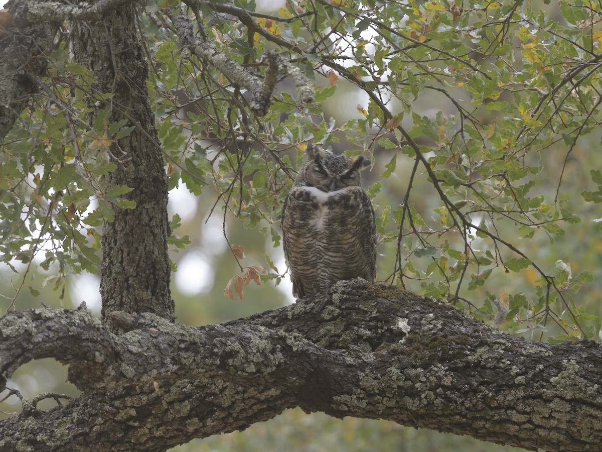 Great Horned Owl - ML623865335