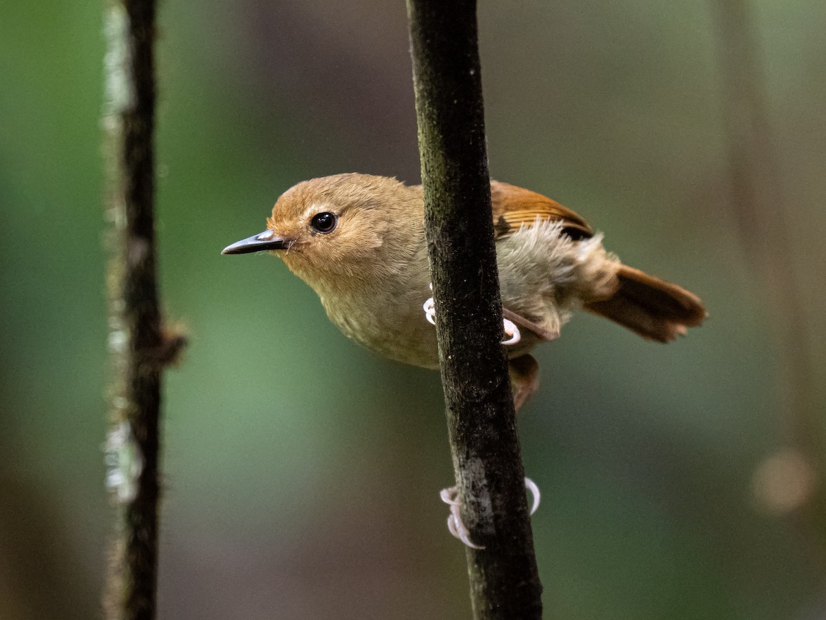 Papuan Scrubwren - Ivan Leshukov