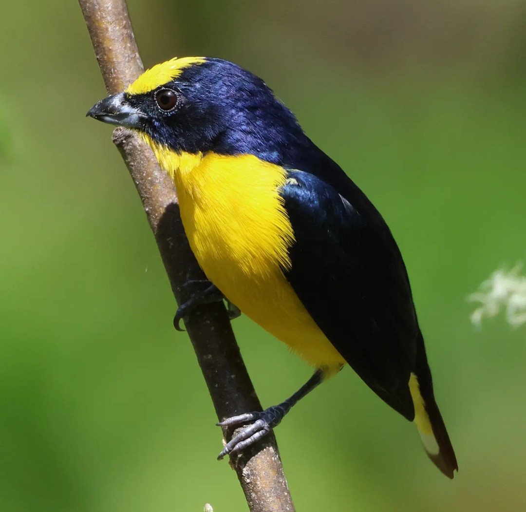 Thick-billed Euphonia - ML623865337