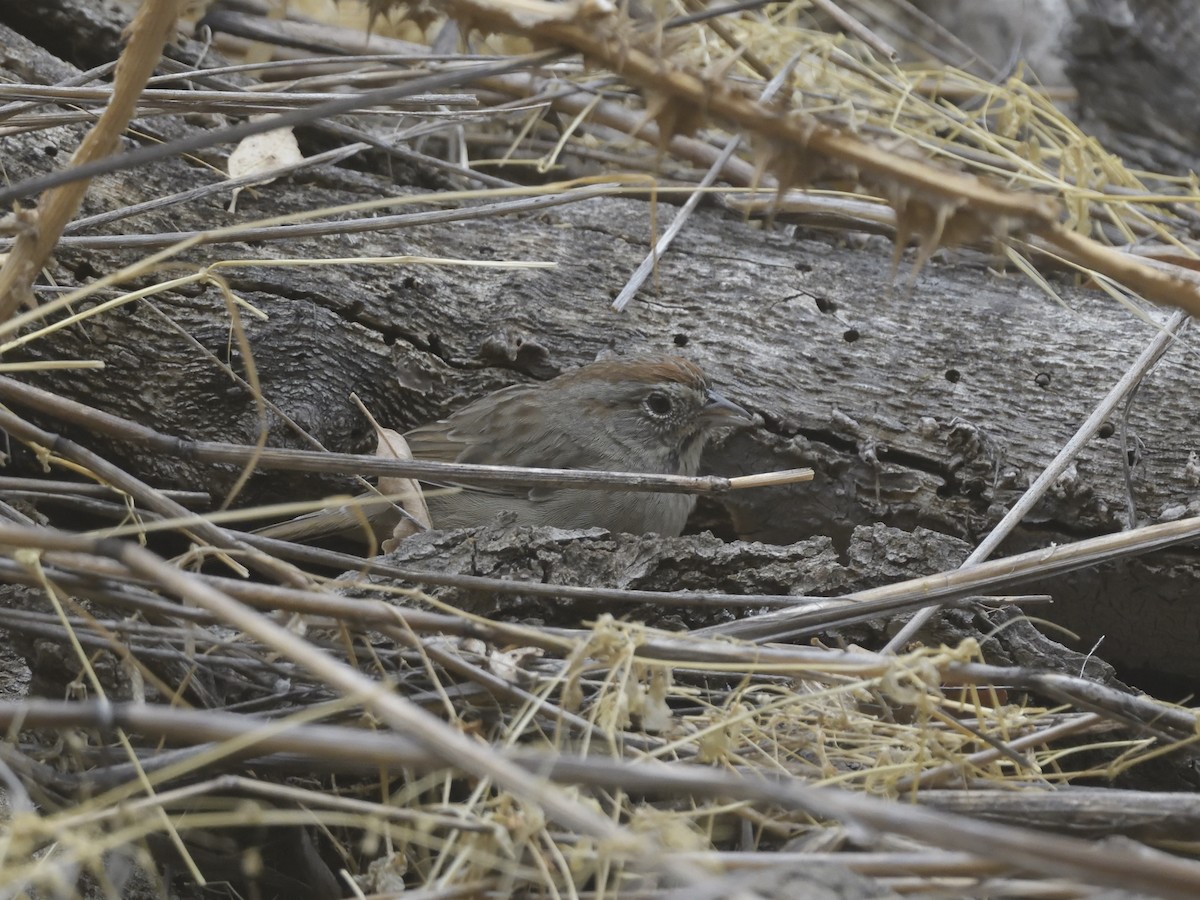 Rufous-crowned Sparrow - ML623865341