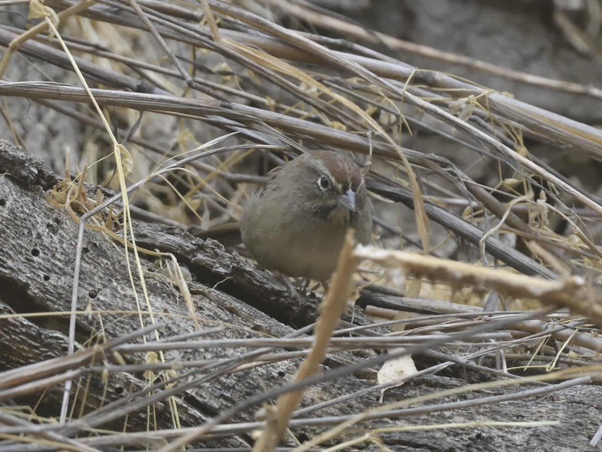 Rufous-crowned Sparrow - ML623865342