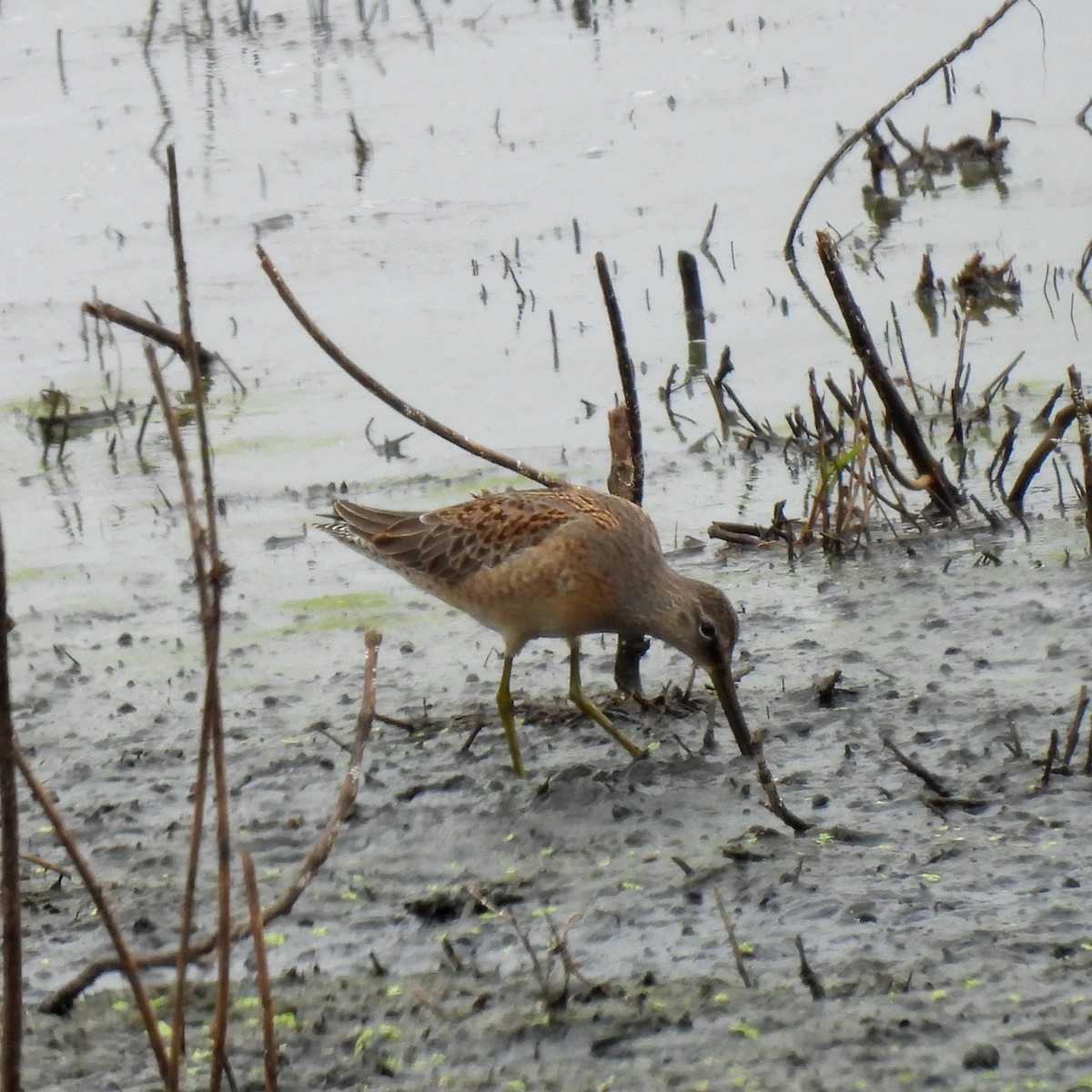 Long-billed Dowitcher - ML623865343