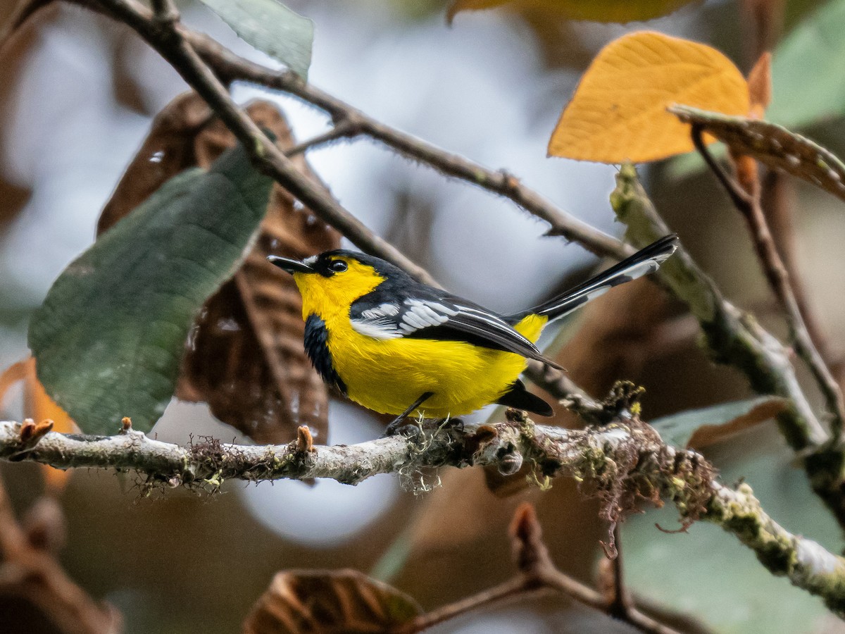 Black-breasted Boatbill - ML623865348