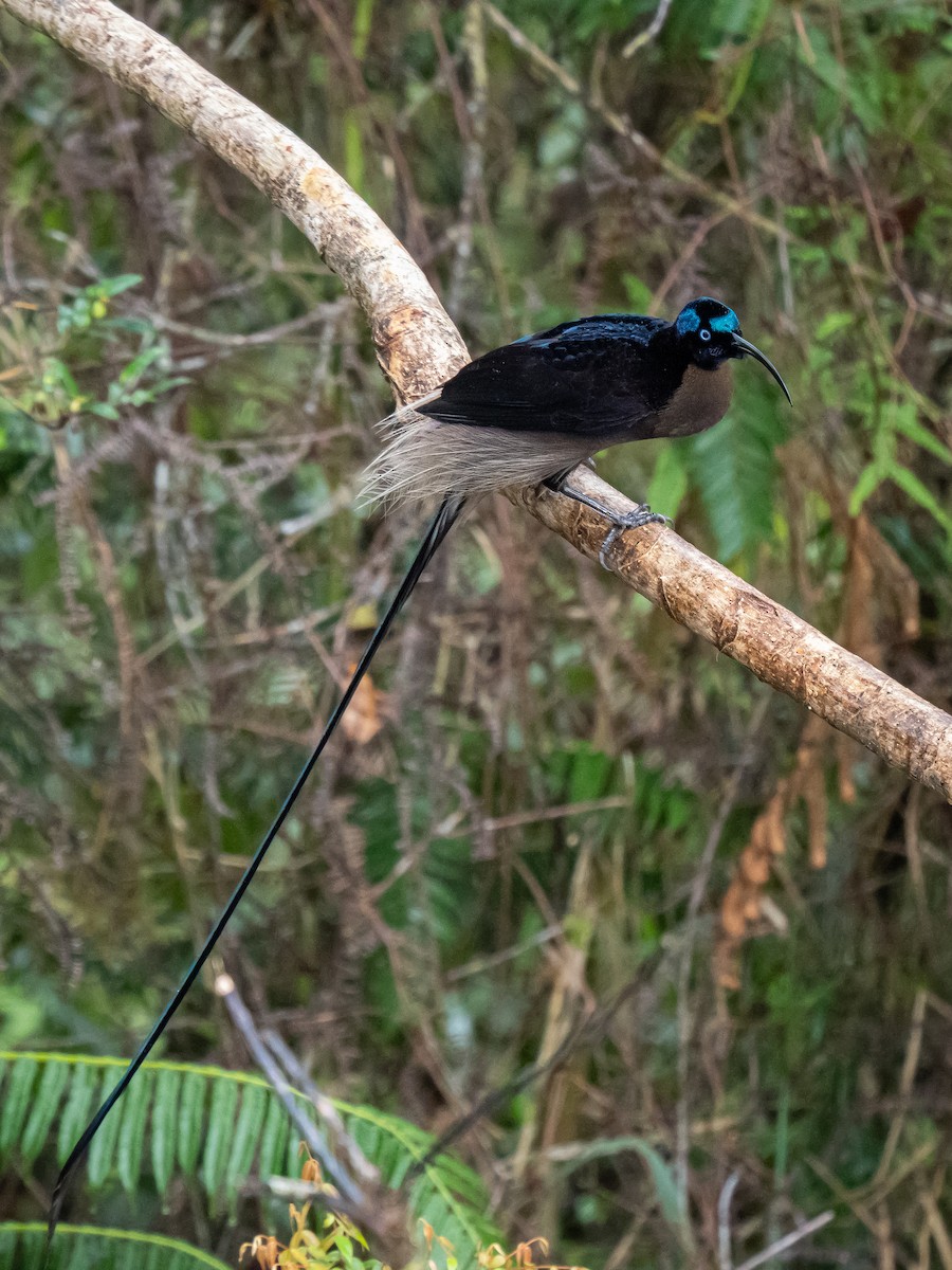 Brown Sicklebill - Ivan Leshukov