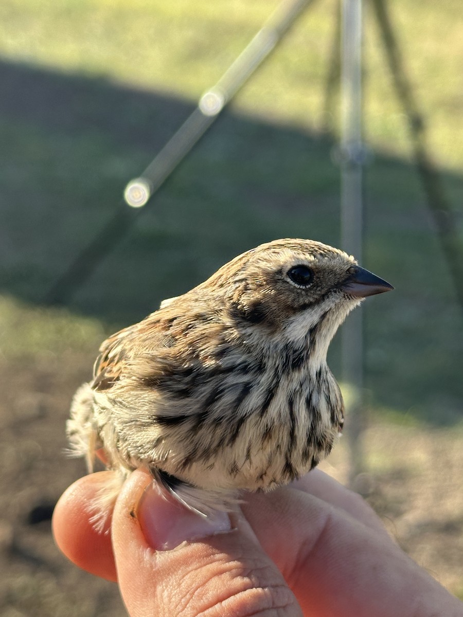 Pallas's Bunting - ML623865361