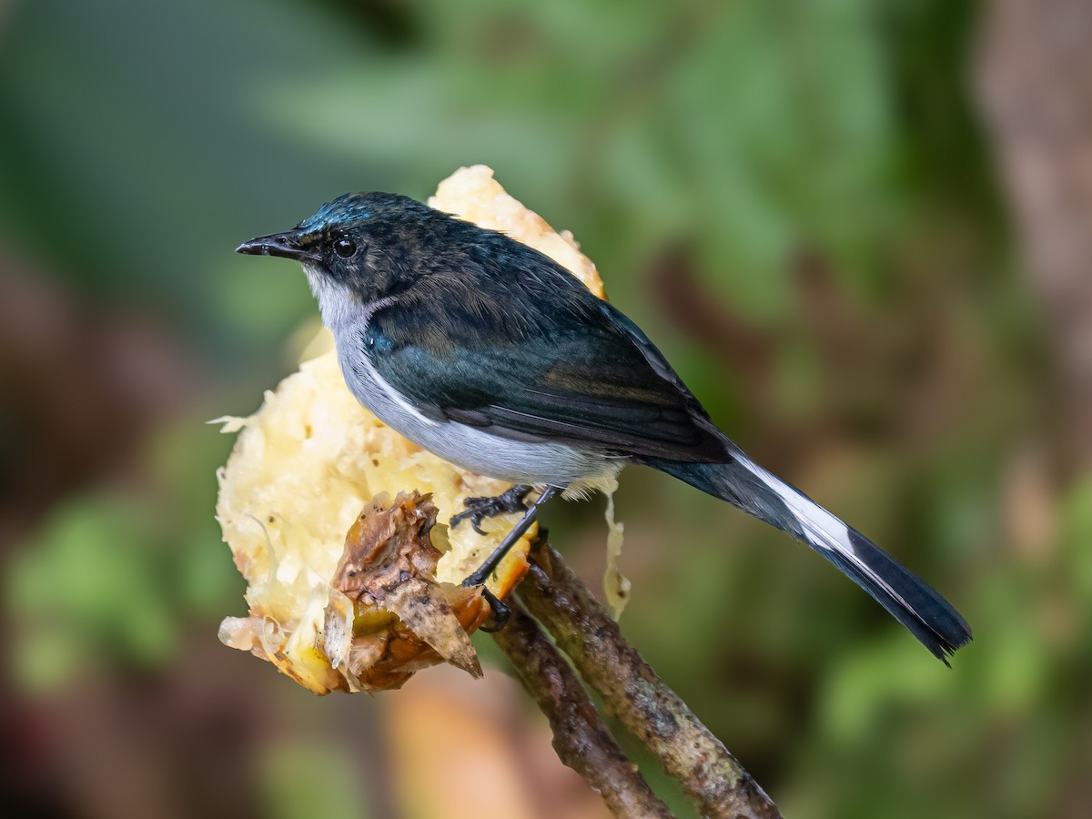 Fan-tailed Berrypecker - ML623865379