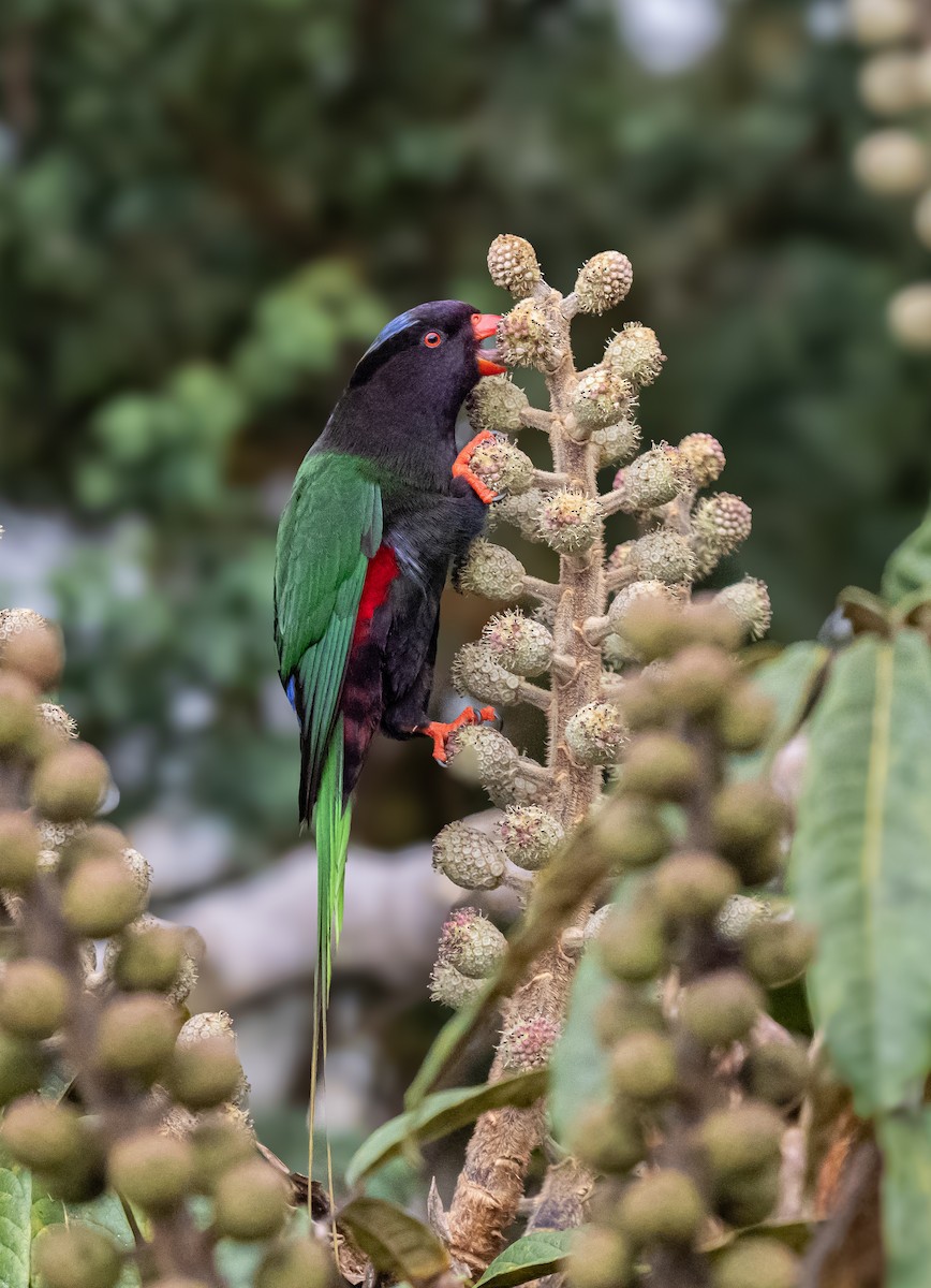 Stella's Lorikeet - ML623865408