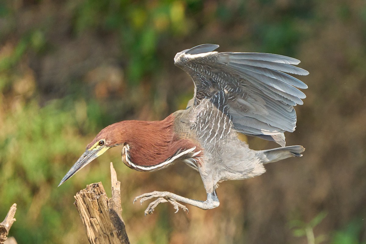 Rufescent Tiger-Heron - ML623865416