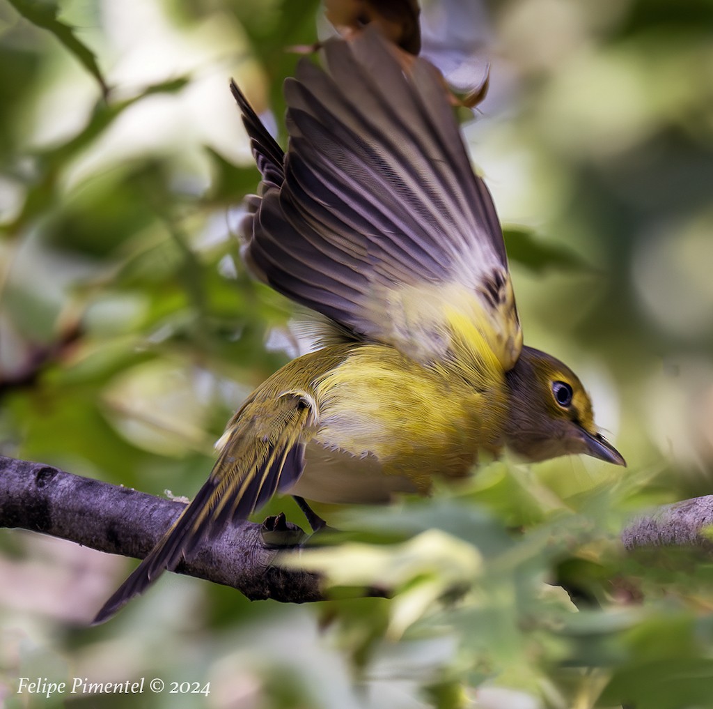 White-eyed Vireo - ML623865456